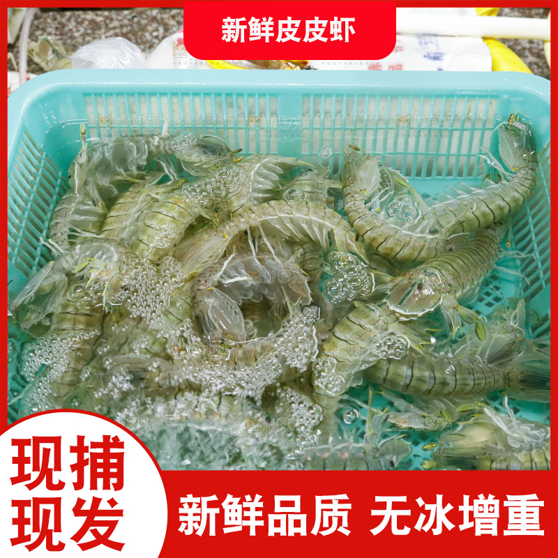 皮皮虾海鲜 海产品