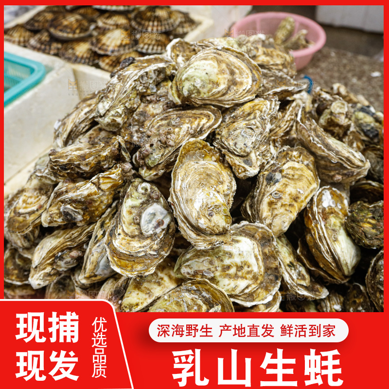 海鲜市场鲜活生蚝