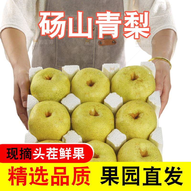 白底上的砀山酥梨
