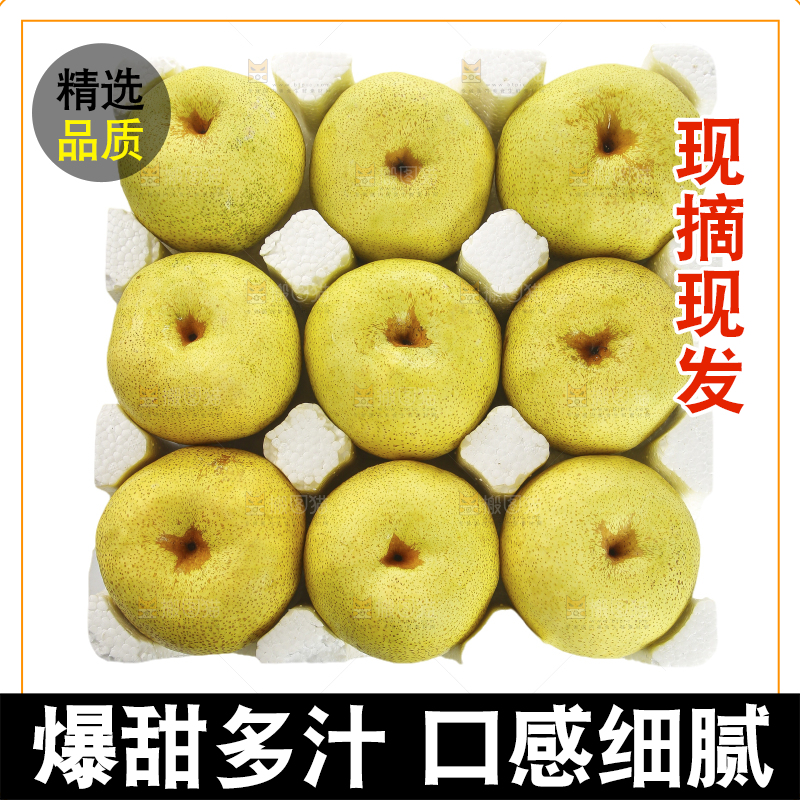 白底上的砀山酥梨