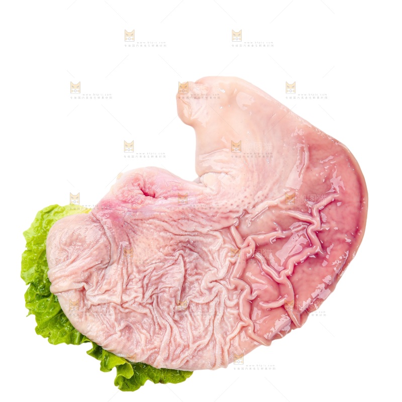 白底上的猪肚