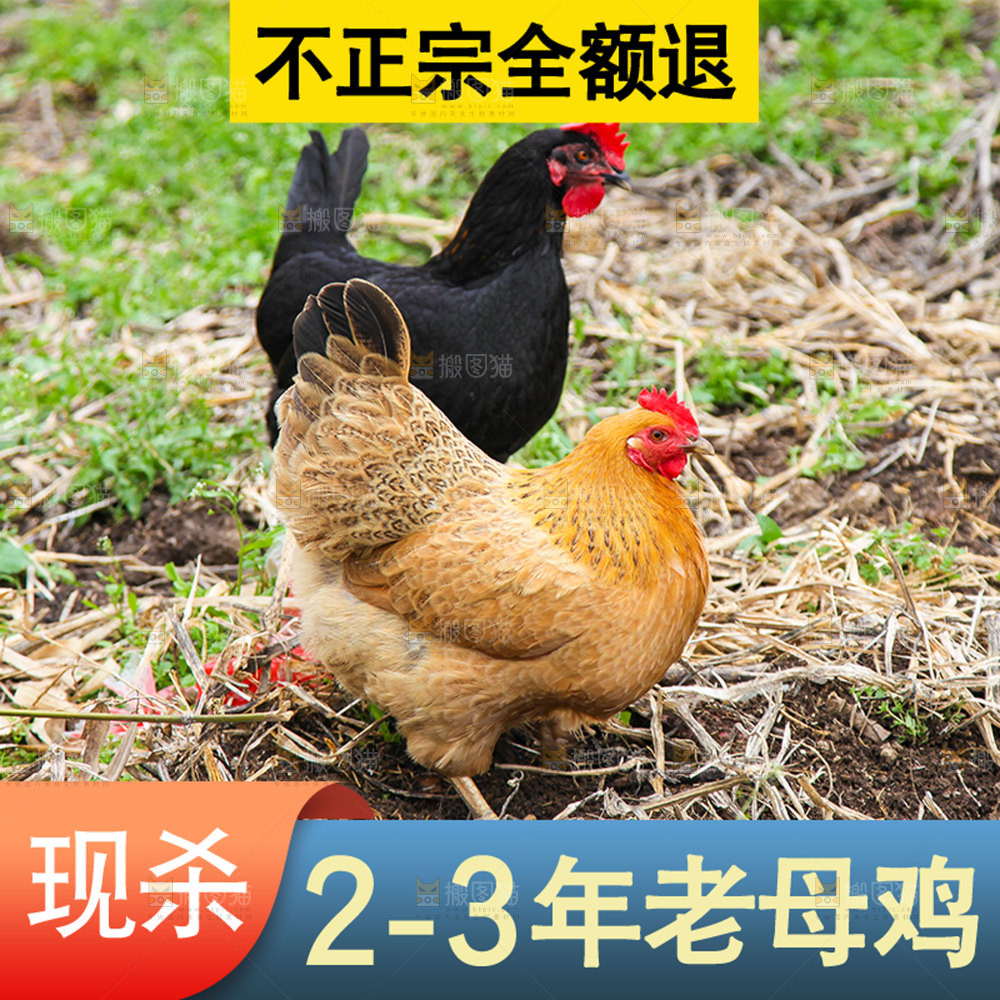 老母鸡主图