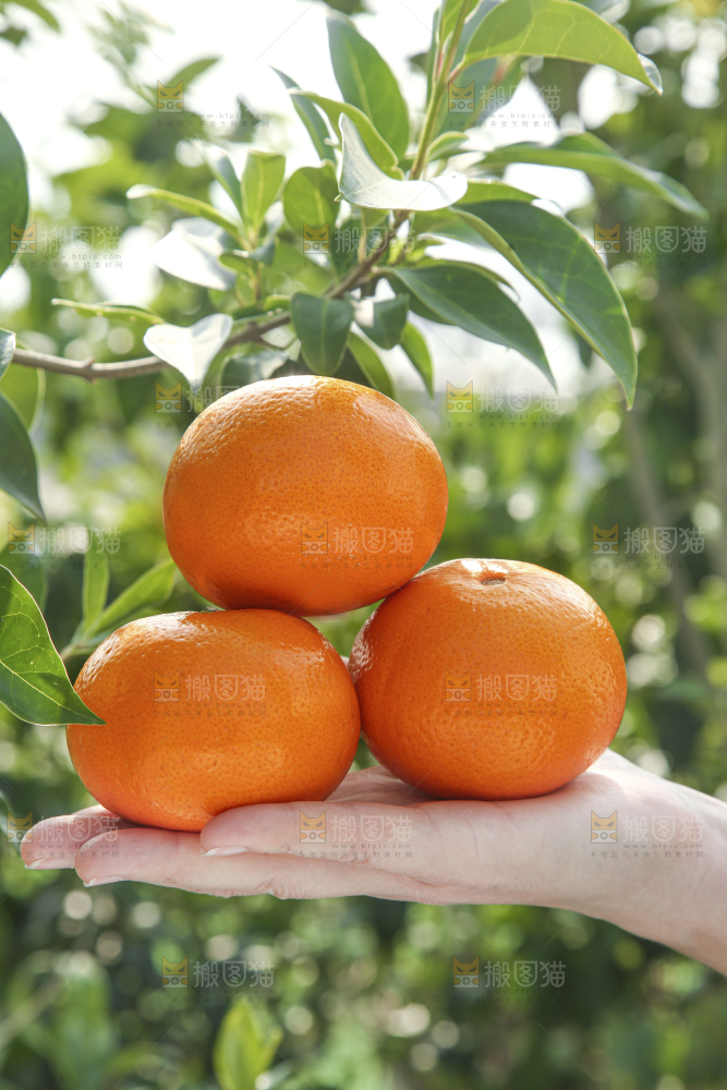 手里拿着沃柑