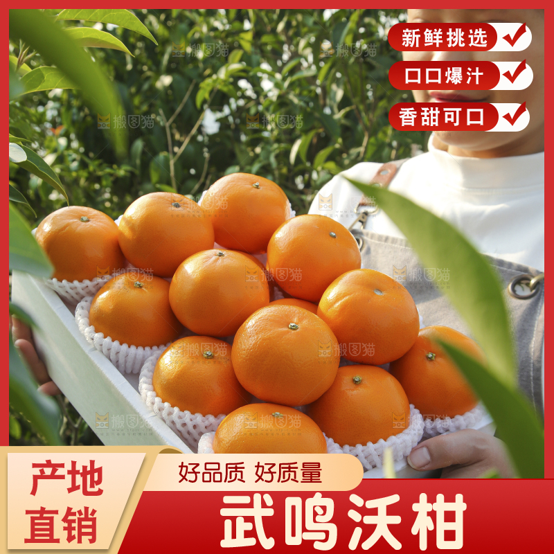 礼盒里装着的沃柑