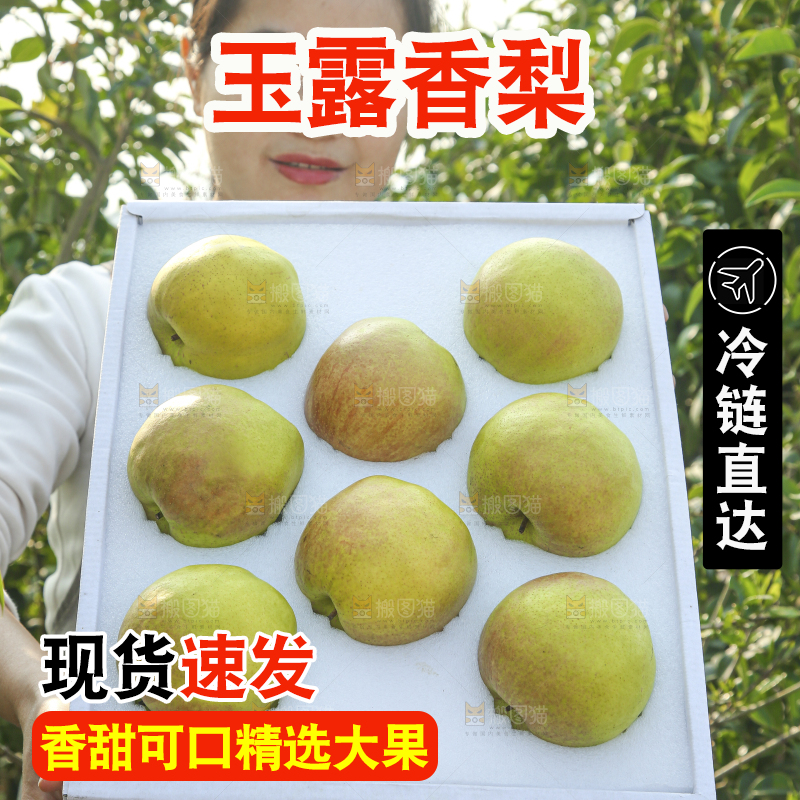 礼盒里的玉露香梨