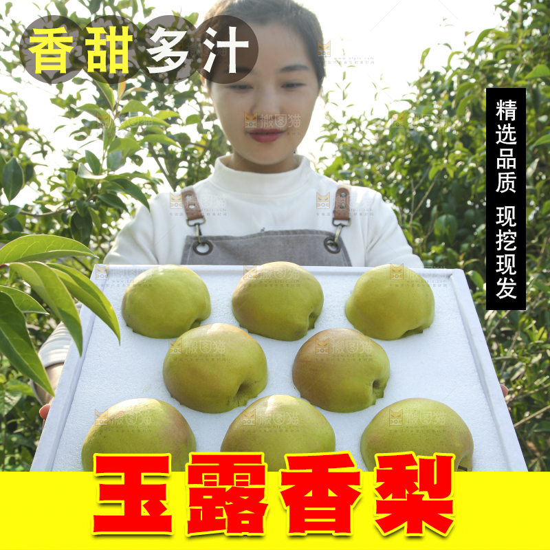 礼盒里的玉露香梨