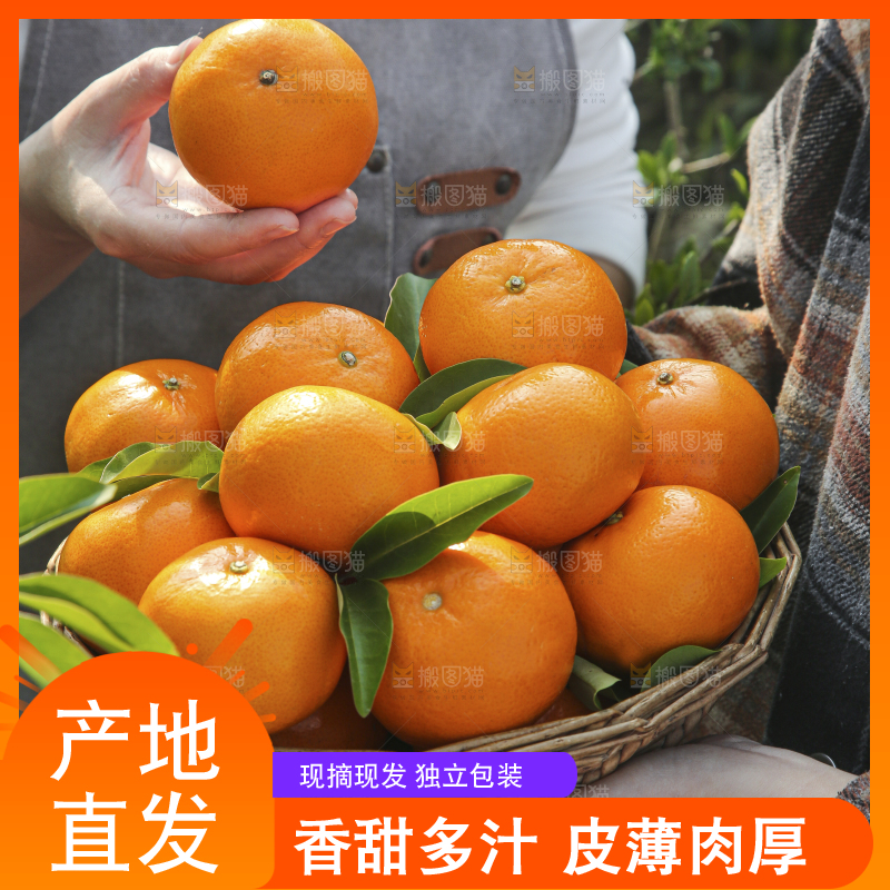 手里拿着沃柑