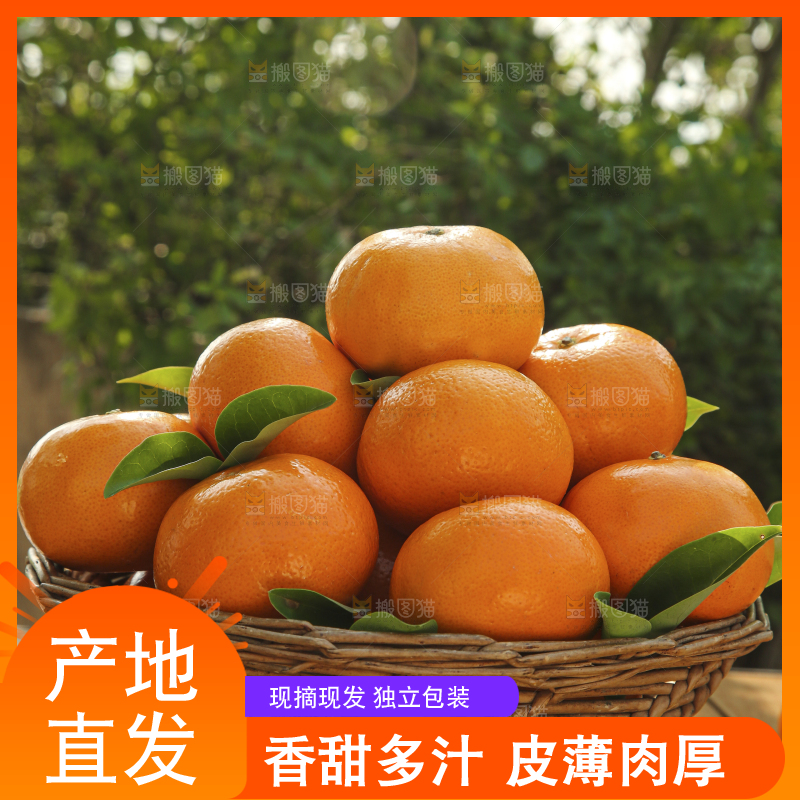 手里拿着沃柑
