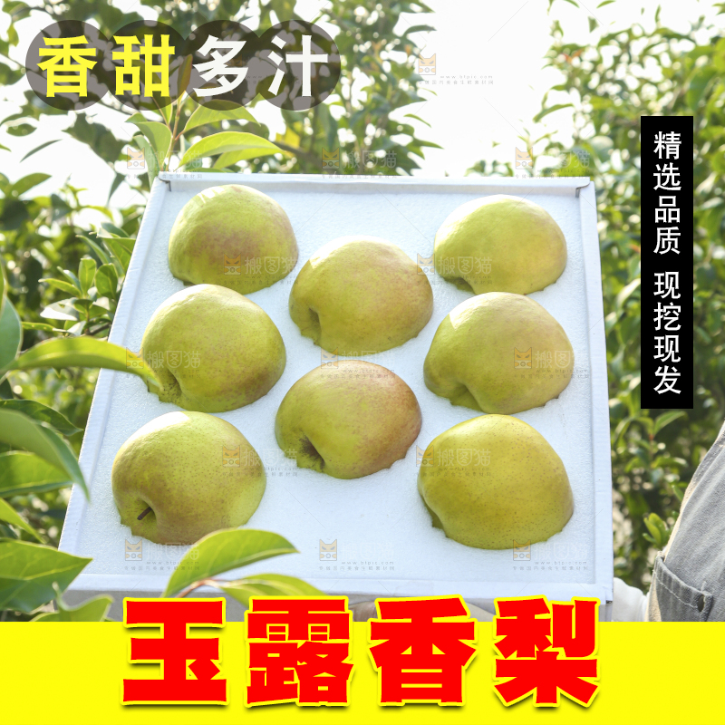 礼盒里的玉露香梨
