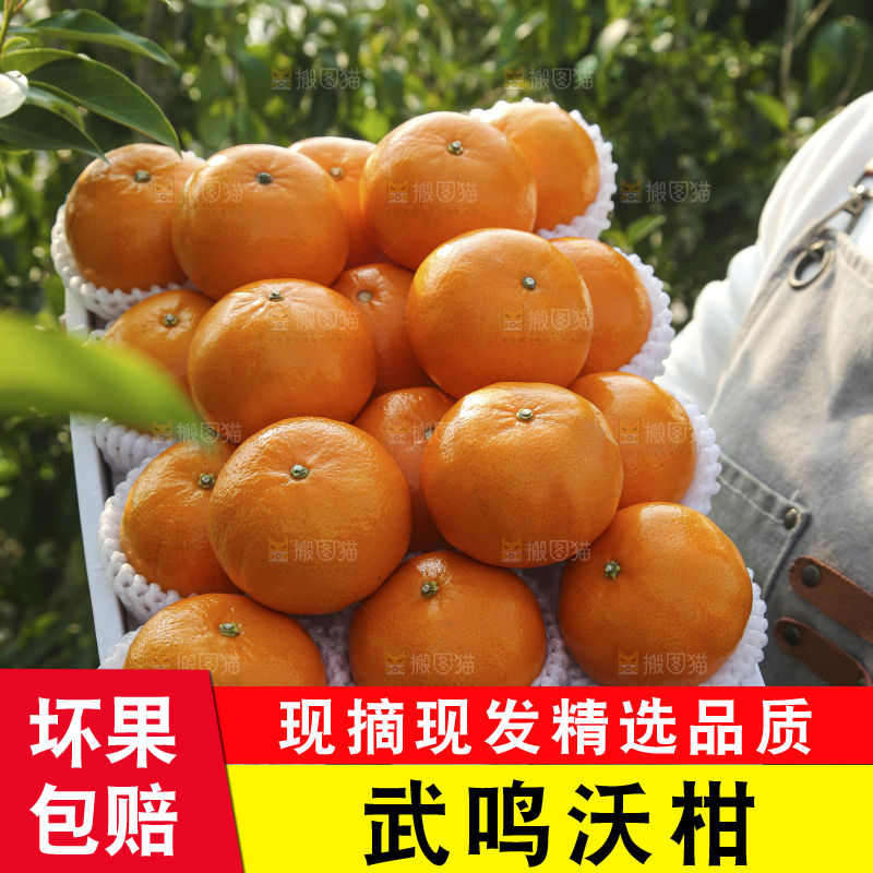 礼盒里装着的沃柑