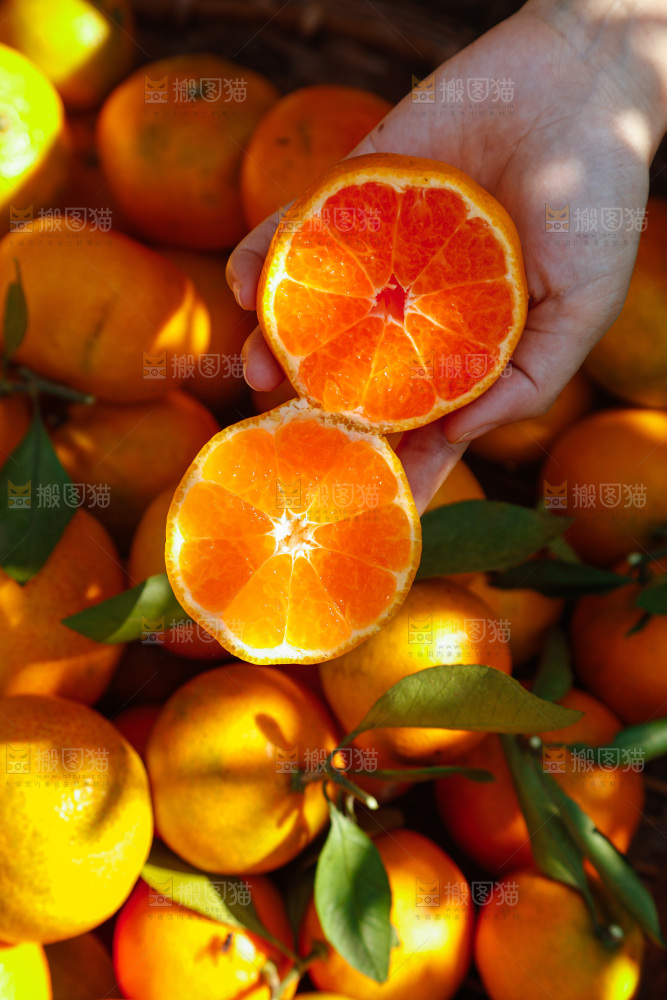手里拿着新鲜蜜桔