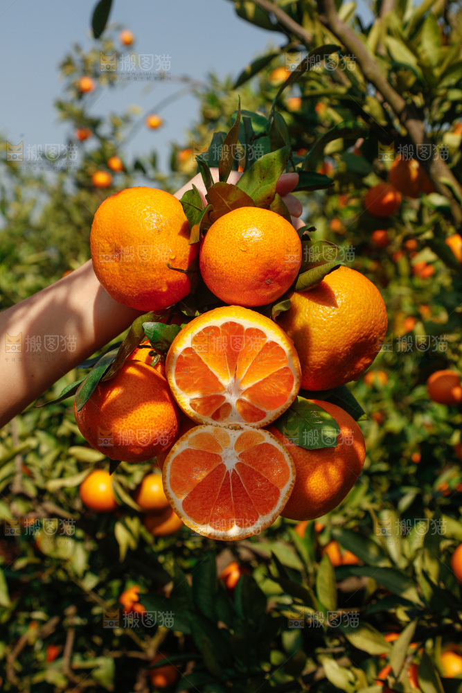 手里拿着新鲜蜜桔
