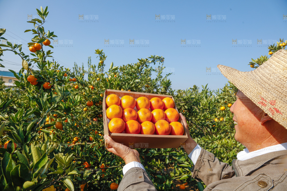 礼盒里的新鲜蜜桔