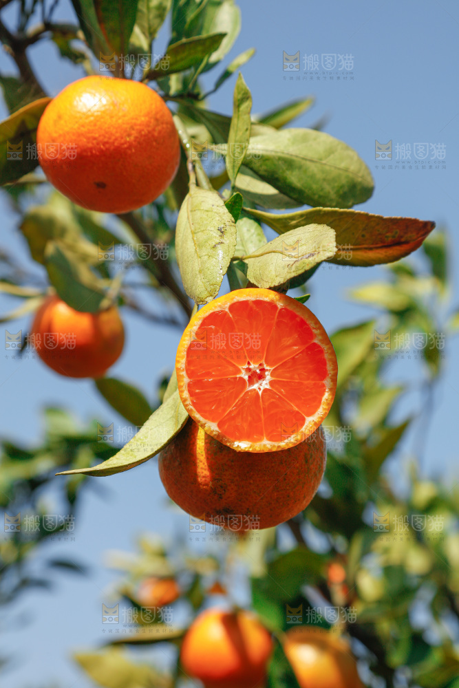 手里拿着新鲜蜜桔