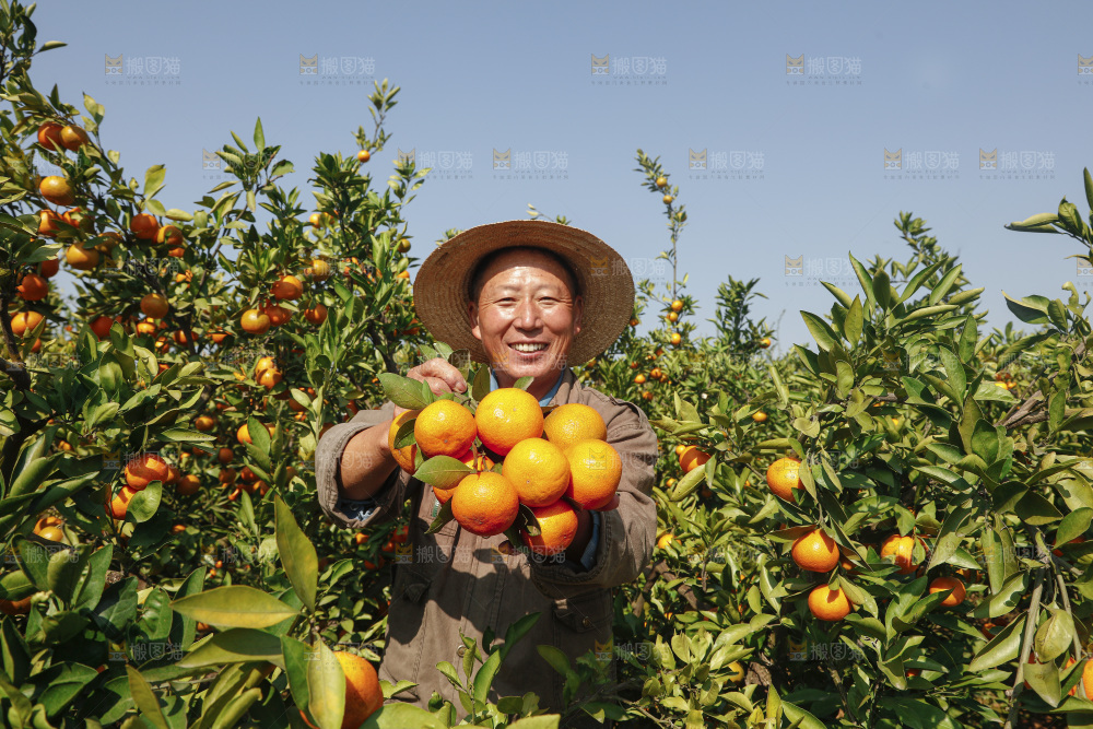 手里拿着新鲜蜜桔
