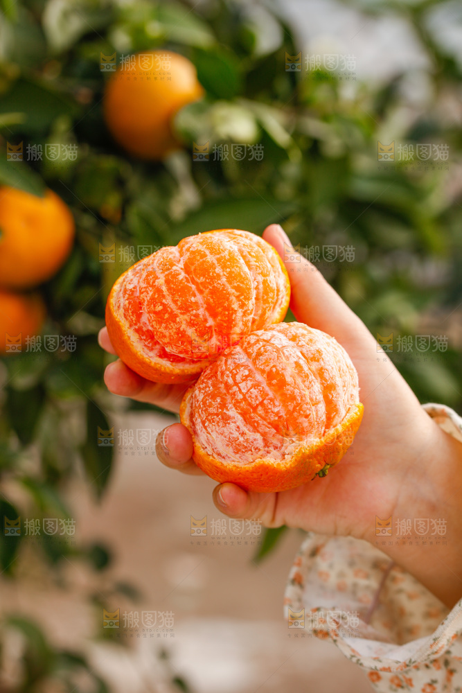 手里拿着涌泉蜜桔