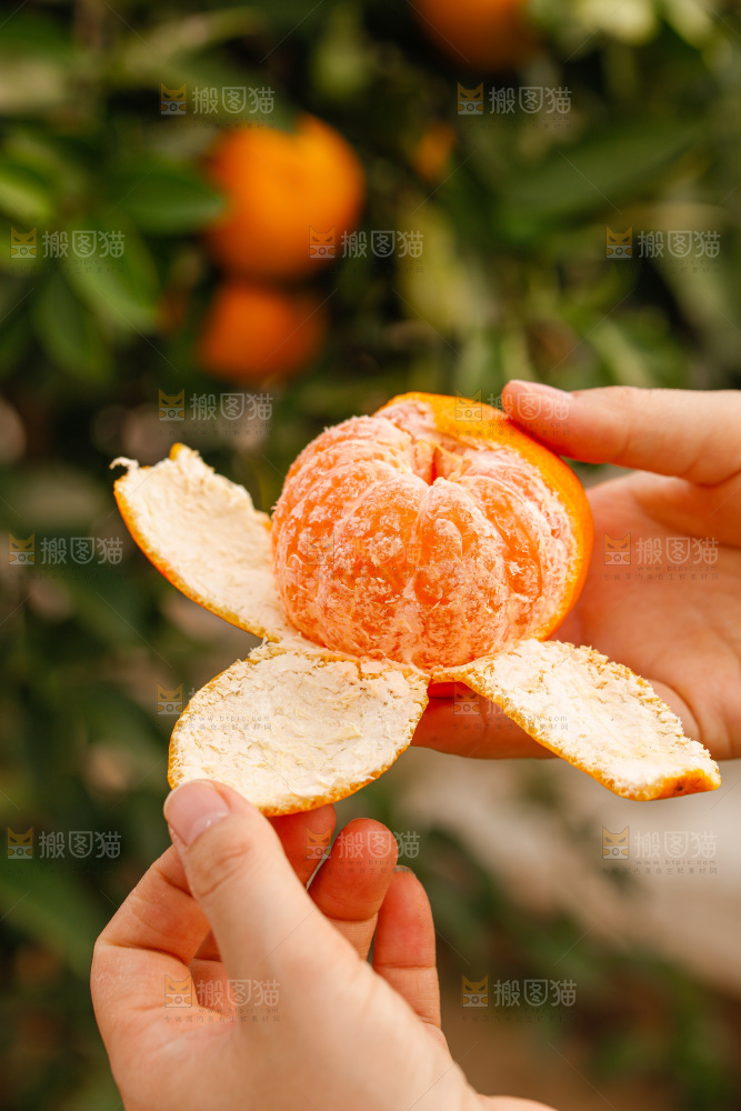 手里拿着涌泉蜜桔