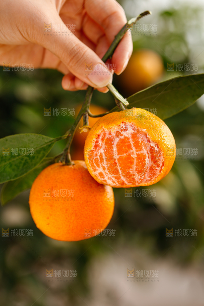手里拿着涌泉蜜桔