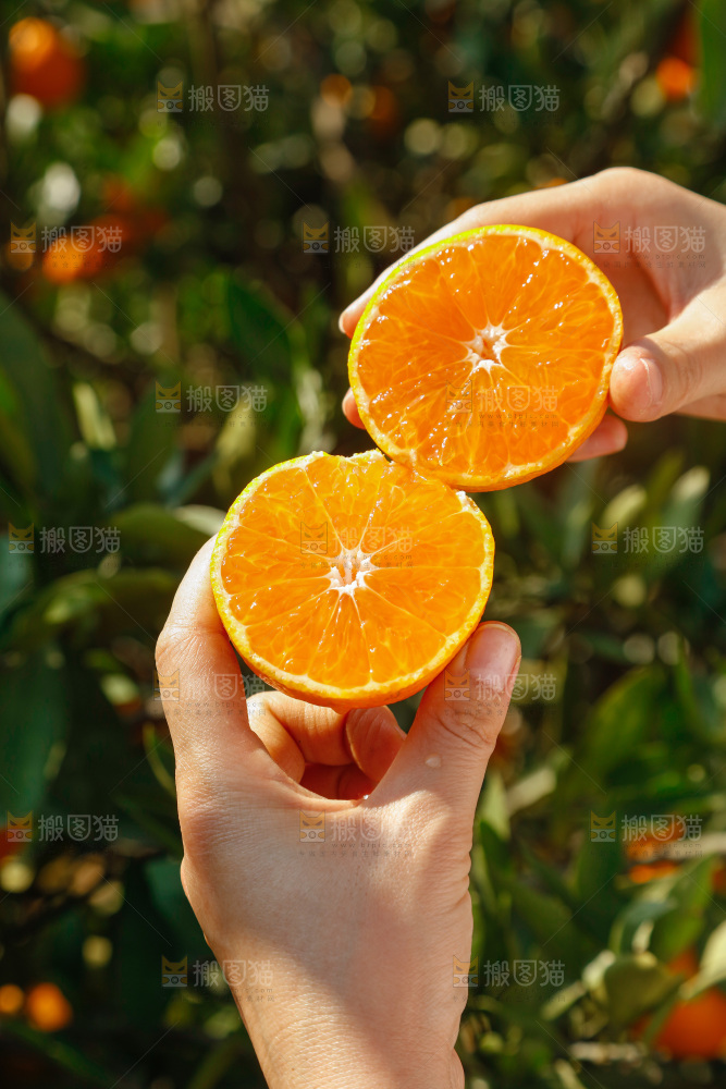 手里拿着新鲜蜜桔