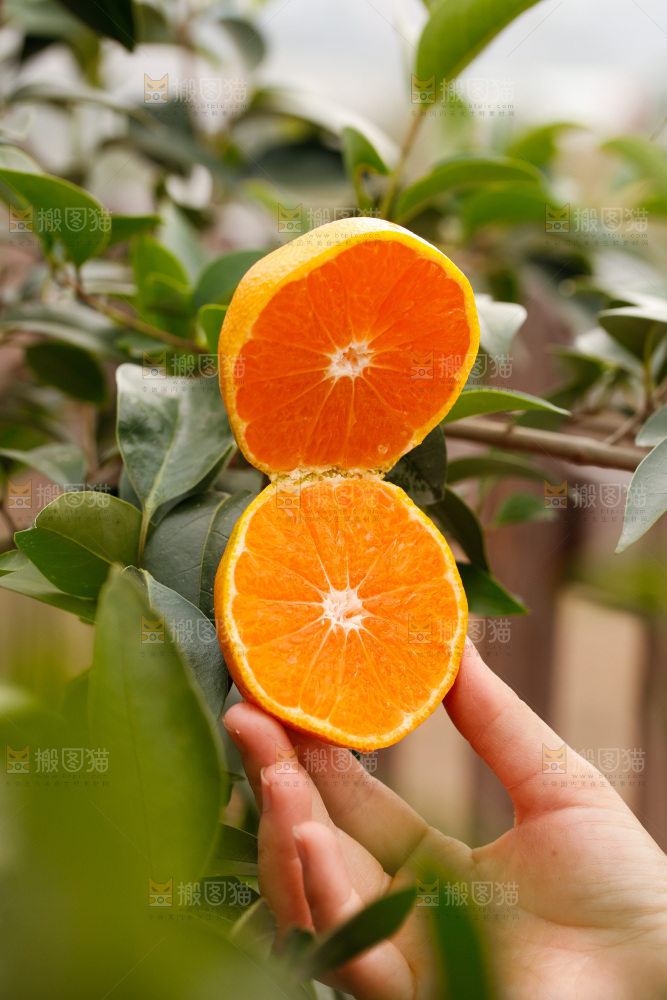 手里拿着涌泉蜜桔