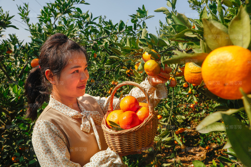 手里拿着新鲜蜜桔