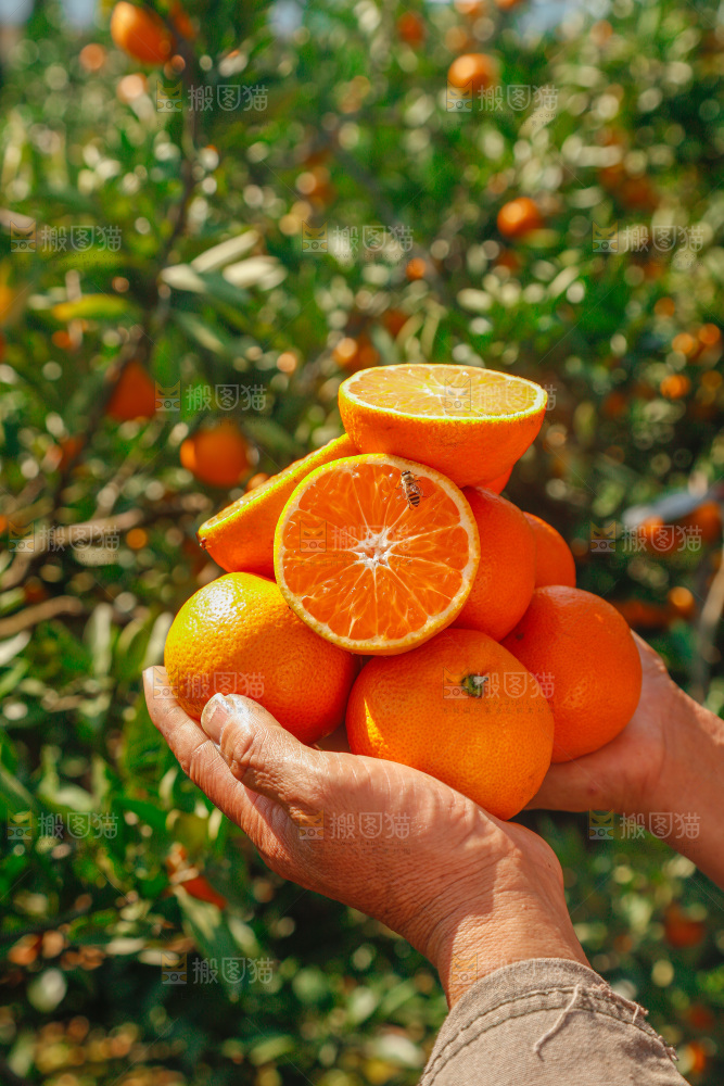手里拿着新鲜蜜桔