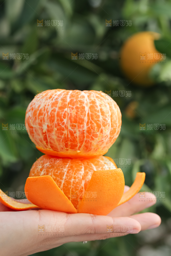 手里拿着新鲜沃柑