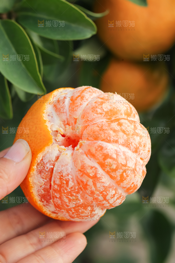 手里拿着新鲜沃柑