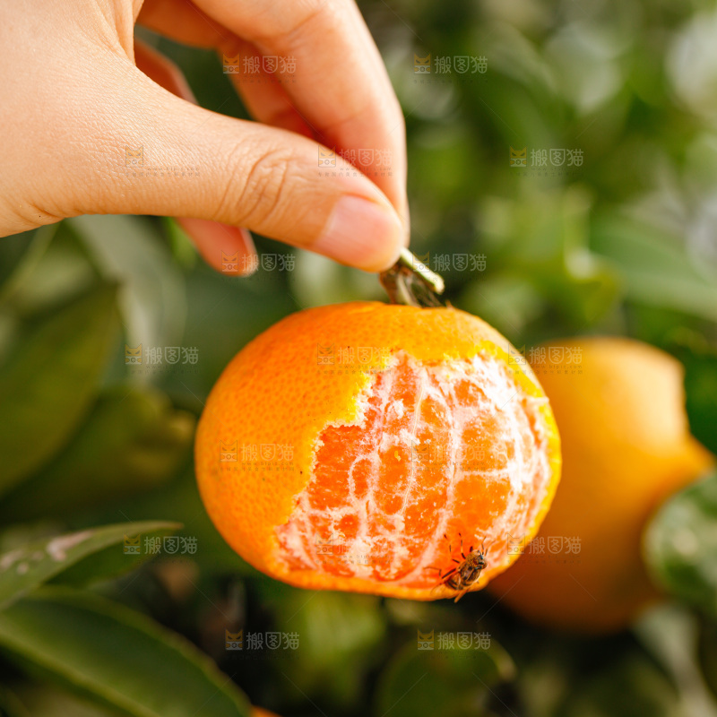 手里拿着涌泉蜜桔