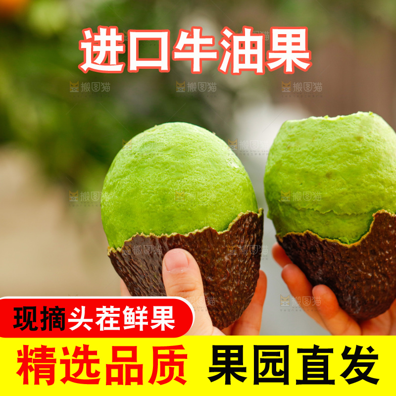 手里拿着巨无霸牛油果
