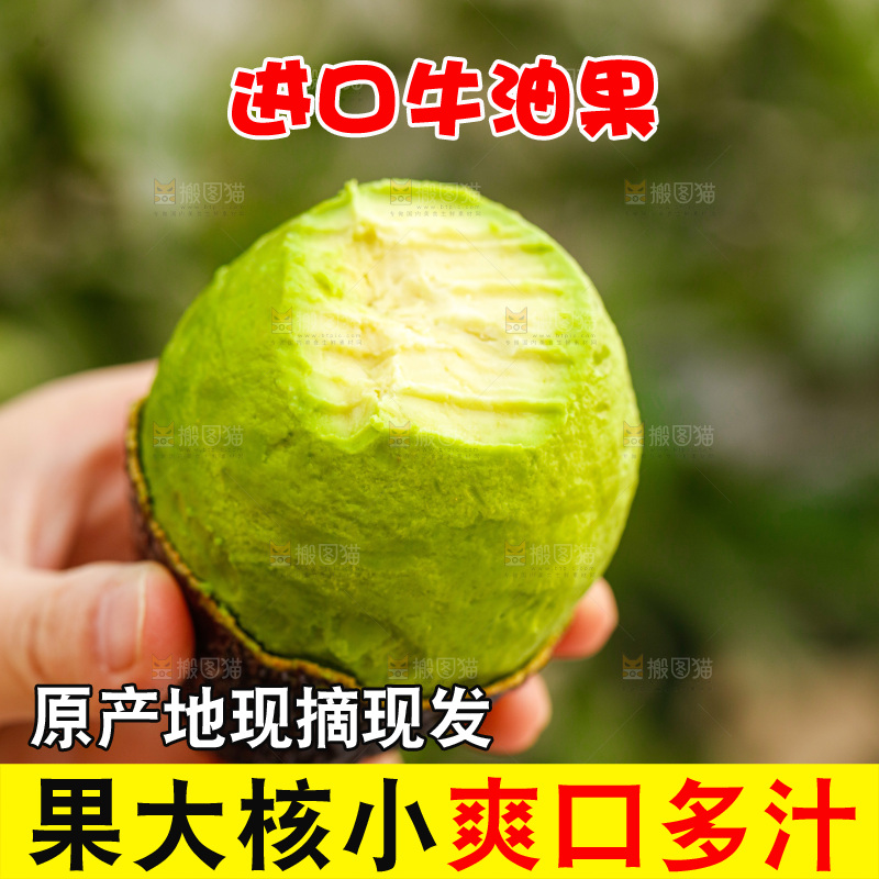 手里拿着巨无霸牛油果