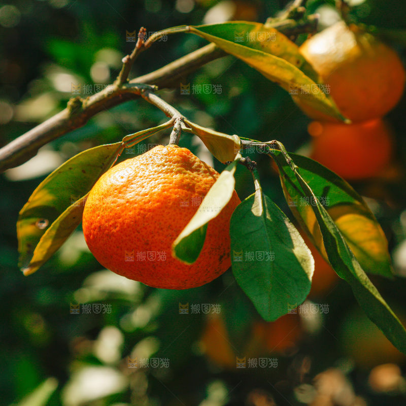 手里拿着新鲜蜜桔