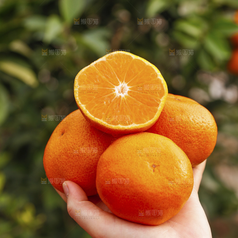 手里拿着涌泉蜜桔