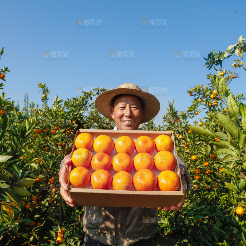 礼盒里的新鲜蜜桔