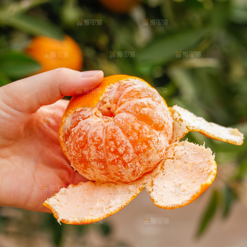 手里拿着涌泉蜜桔
