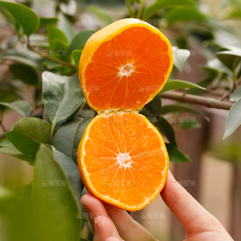 手里拿着涌泉蜜桔