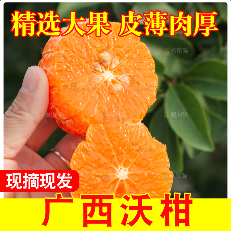 手里拿着新鲜沃柑