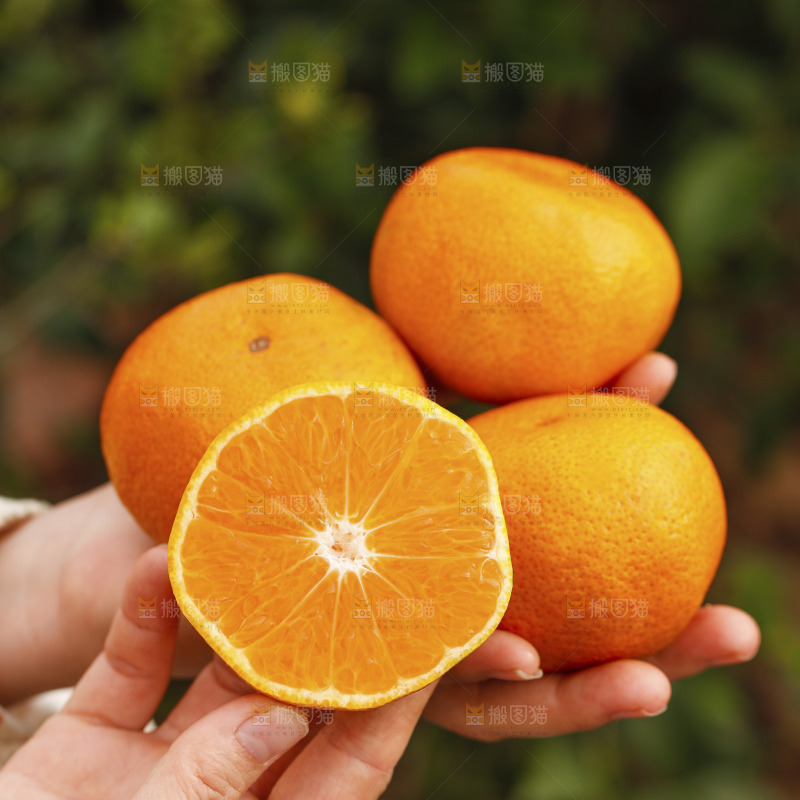 手里拿着涌泉蜜桔