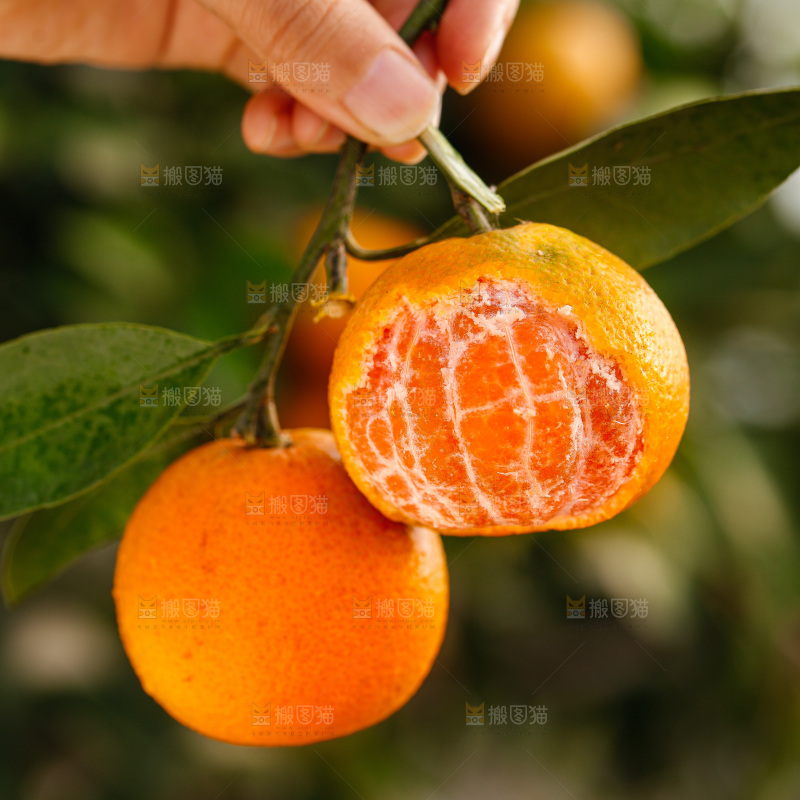 手里拿着涌泉蜜桔