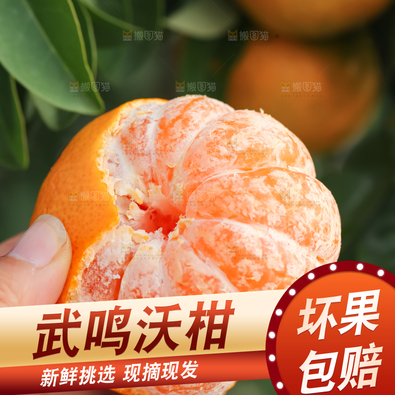 手里拿着新鲜沃柑