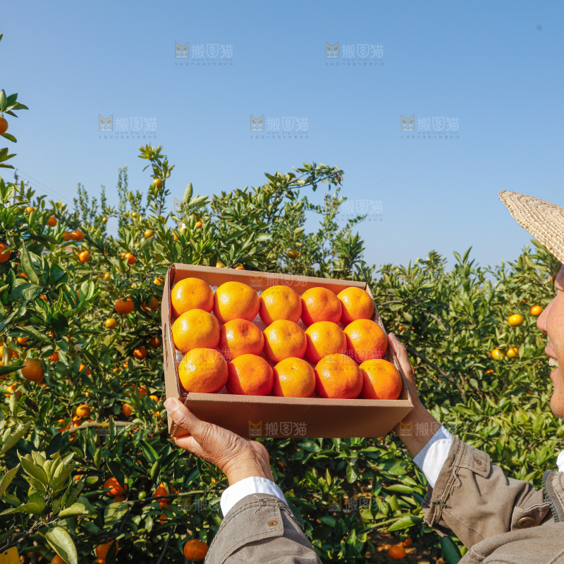 礼盒里的新鲜蜜桔