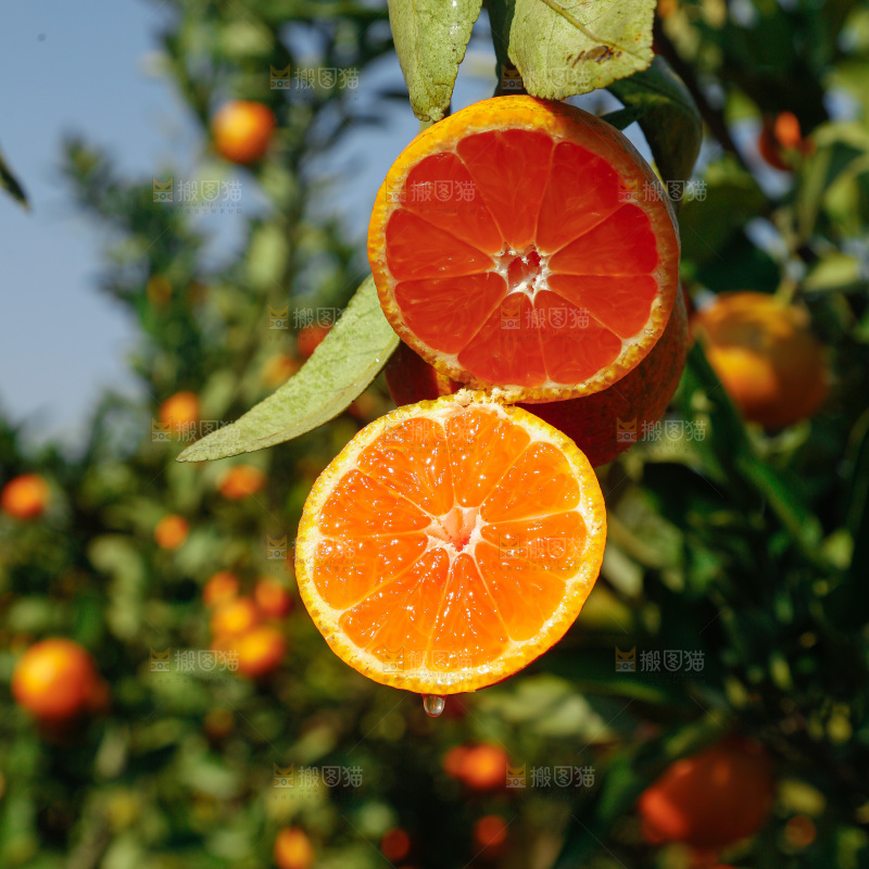 手里拿着新鲜蜜桔