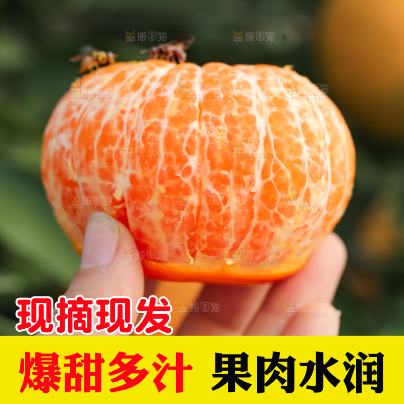 手里拿着新鲜沃柑