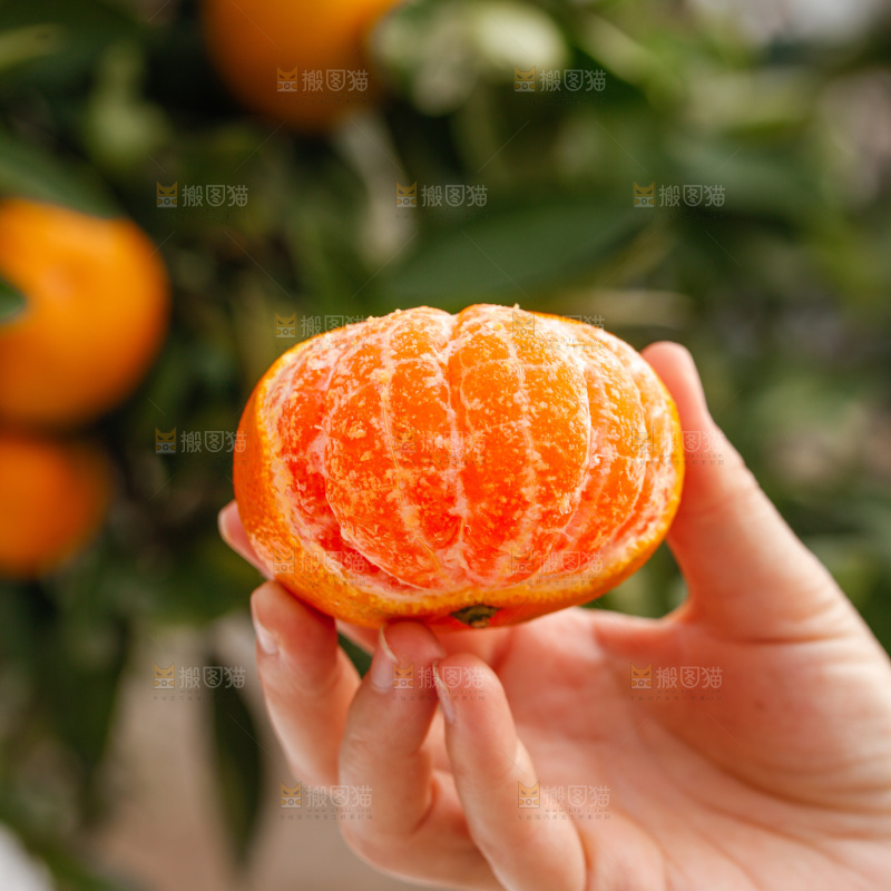 手里拿着涌泉蜜桔