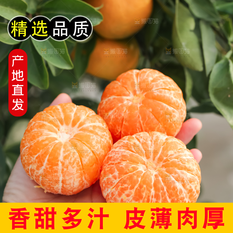 手里拿着新鲜沃柑