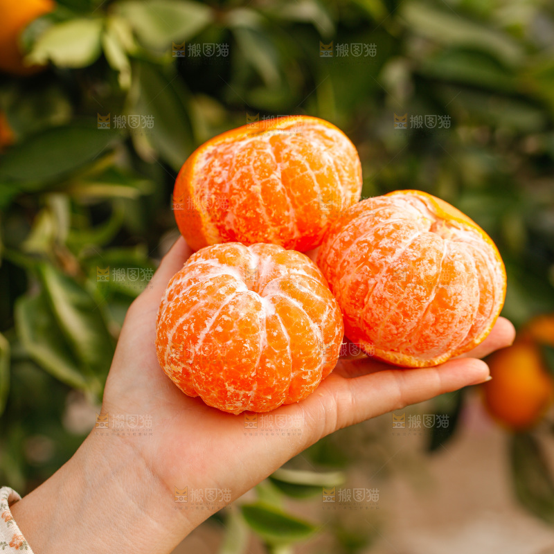 手里拿着涌泉蜜桔