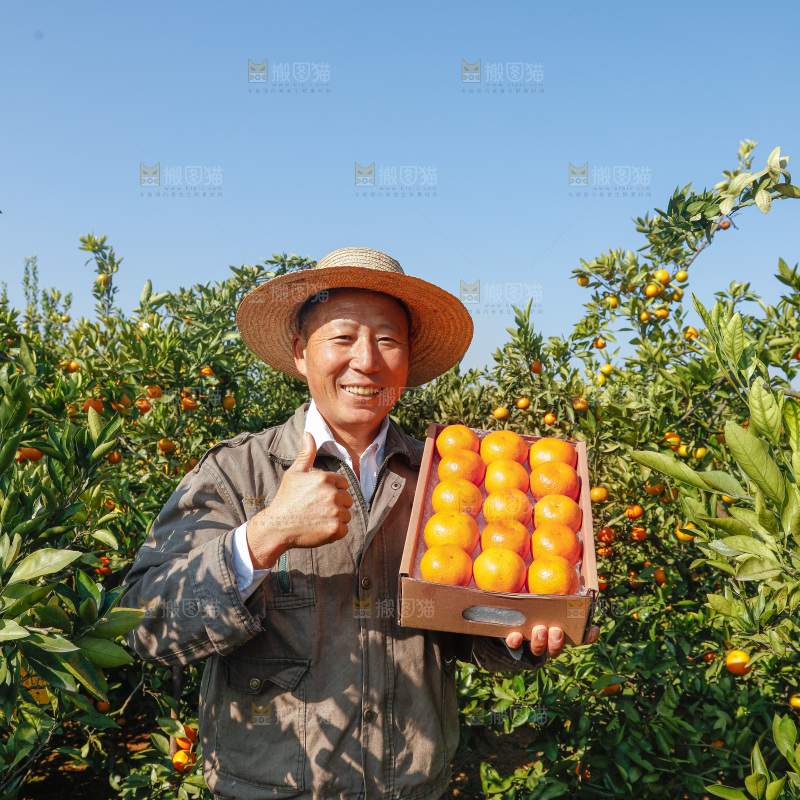 礼盒里的新鲜蜜桔