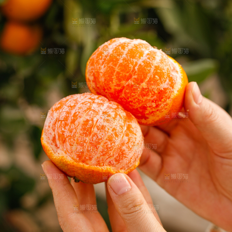 手里拿着涌泉蜜桔