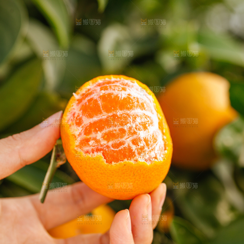 手里拿着涌泉蜜桔