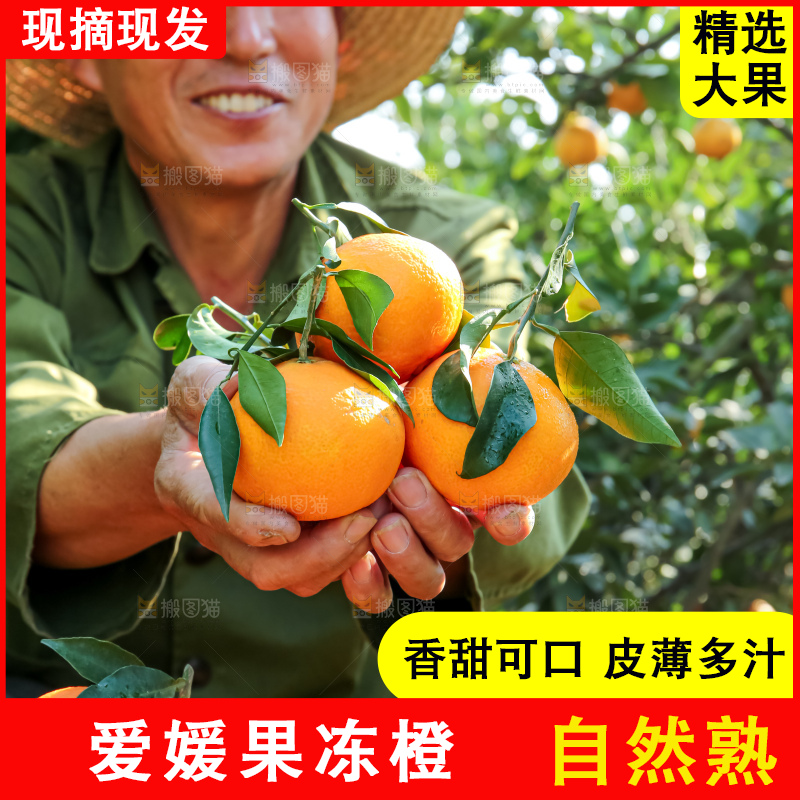 手里拿着爱媛果冻橙